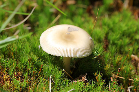 Tawny Grisette The cap is orange-brown, paler towards the margin, and darker in the center. It develops an umbo when expanded, and has a strongly striated margin. Its surface is smooth, slightly sticky when moist. The gills are free, close, and broad. The flesh is white to cream. The stem is white and smooth and is sometimes tinged with orange-brown and has very fine hairs. Amanita,Amanita fulva,Geotagged,Summer,Tawny Grisette,United States,fungi,fungus,mushroom