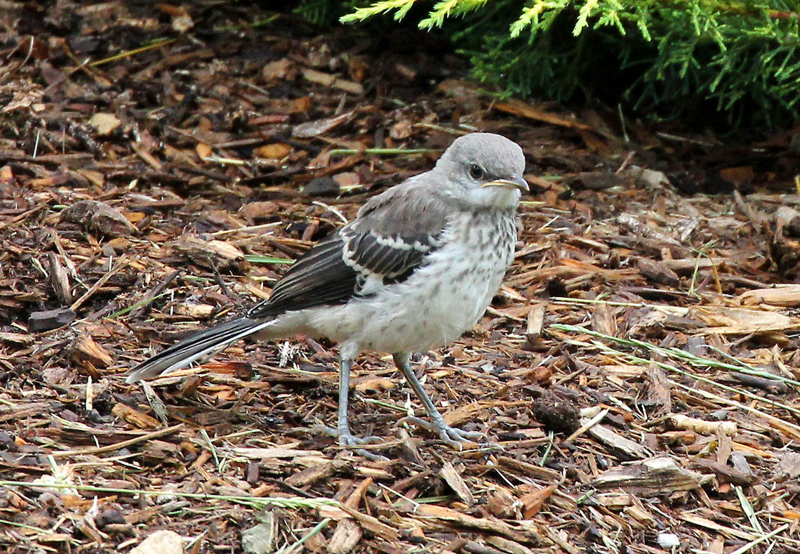 Northern Mockingbird Fledgling Northern Mockingbirds are medium-sized songbirds. Adults have small heads, long, thin bills, and long legs. Their color pattern is an overall gray-brown color that is more pale on the breast and belly, with two white wingbars on each wing. The juvenile appearance is marked by streaks on its back, spots and streaks on its chest, and a gray or grayish-green iris. Young birds leave the nest about 12 days after hatching, not able to fly well for about another week.  Geotagged,Mimus polyglottos,Mockingbird,Mockingbird fledgling,Northern Mockingbird,Northern Mockingbird fledgling,Spring,United States,fledgling