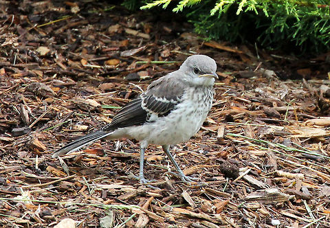 Northern Mockingbird Fledgling Northern Mockingbirds are medium-sized songbirds. Adults have small heads, long, thin bills, and long legs. Their color pattern is an overall gray-brown color that is more pale on the breast and belly, with two white wingbars on each wing. The juvenile appearance is marked by streaks on its back, spots and streaks on its chest, and a gray or grayish-green iris. Young birds leave the nest about 12 days after hatching, not able to fly well for about another week.  Geotagged,Mimus polyglottos,Mockingbird,Mockingbird fledgling,Northern Mockingbird,Northern Mockingbird fledgling,Spring,United States,fledgling