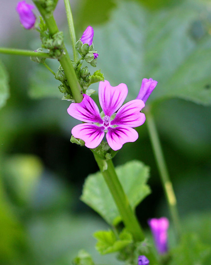Common Mallow - "Cheeses" Rose-lavender flowers  with notched petals (heart-shaped). The leaves are rounded and toothed.  <br />
<br />
The common name "Cheeses" comes from the similarity of the shape of the flat, rounded fruits to a "round" of cheese.<br />
<br />
Common Mallow  is edible and also has medicinal properties. The leaves are edible and nutritious. They have mucilaginous properties, which tend to thicken soup. Leaf or root mallow tea is used to treat coughs and stomachaches, in addition to other ailments. Common Mallow,Geotagged,Malva,Malva sylvestris,Summer,United States,cheeses,flower,mallow,pink,purple,wildflower