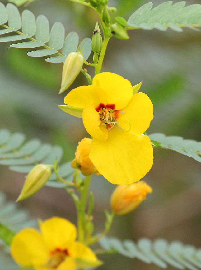 Partridge Pea This plant grows to 1-3 feet tall. It has pinnately compound leaves bearing many small leaflets. It has large yellow flowers, which arise from leaf axils. Each flower is marked with red and is followed by a narrow pod. One of the common names for this plant is Sensitive-Plant because its leaves collapse when touched.  Chamaecrista,Chamaecrista fasciculata,Geotagged,Partridge Pea,Partridge pea,Sleepingplant,Summer,United States,flower,wildflower,yellow,yellow wildflower