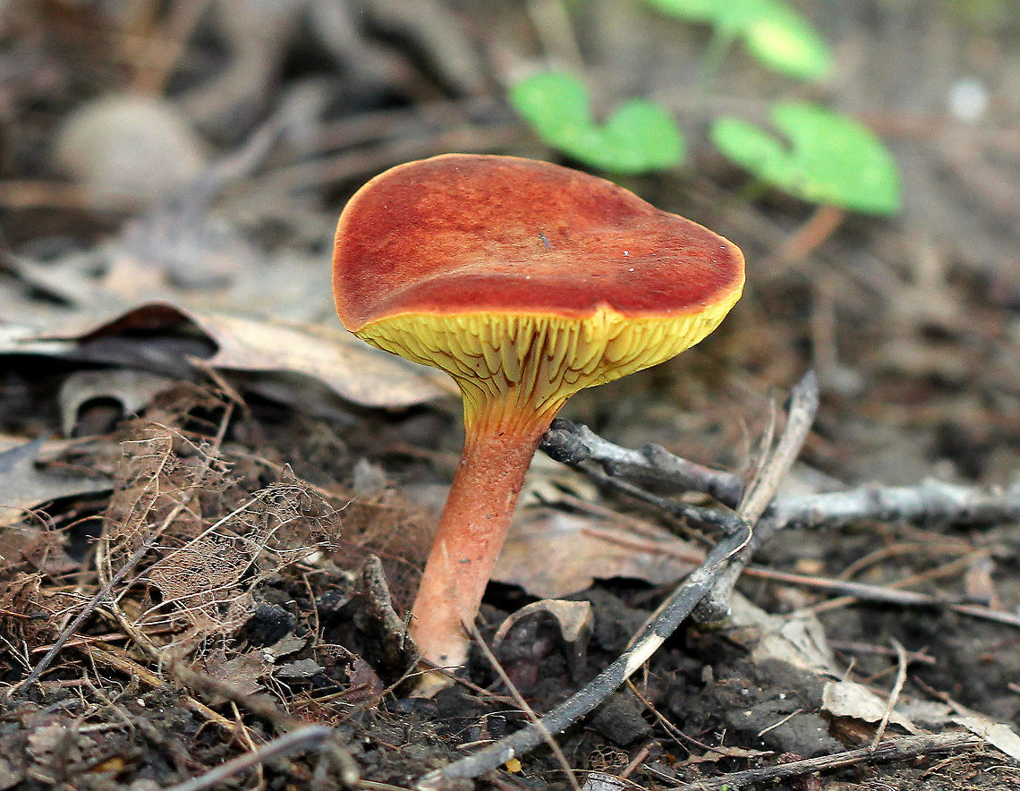 Gilled Bolete An oxymoron mushroom - as its common name implies, this mushroom looks like bolete, but has gills. The cap was bright red, mostly flat, and smooth.  The gills were yellow, distant, and decurrent. The stipe was ribbed near the apex, reddish in color, and had yellow mycelium at the base. Geotagged,Gilled Bolete,Phylloporus,Phylloporus rhodoxanthus,Summer,United States,bolete,fungus,mushroom