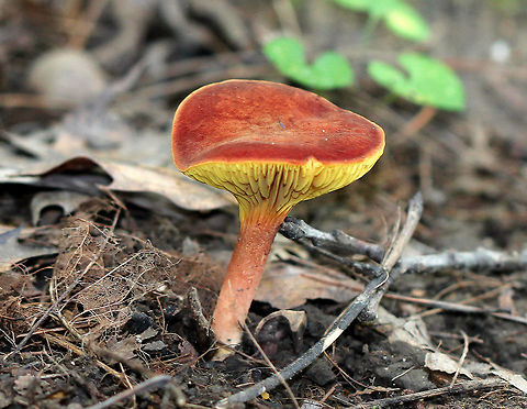 Gilled Bolete An oxymoron mushroom - as its common name implies, this mushroom looks like bolete, but has gills. The cap was bright red, mostly flat, and smooth.  The gills were yellow, distant, and decurrent. The stipe was ribbed near the apex, reddish in color, and had yellow mycelium at the base. Geotagged,Gilled Bolete,Phylloporus,Phylloporus rhodoxanthus,Summer,United States,bolete,fungus,mushroom
