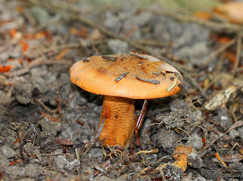 Golden Orange Tricholoma Sticky orange cap with scattered, appressed fibers and scales. Close, cream colored gills. Stem was similar to the cap in that it was covered with dense, orange scales. Geotagged,Golden Orange Tricholoma,Summer,Tricholoma,Tricholoma aurantium,United States,fungus,mushroom,orange