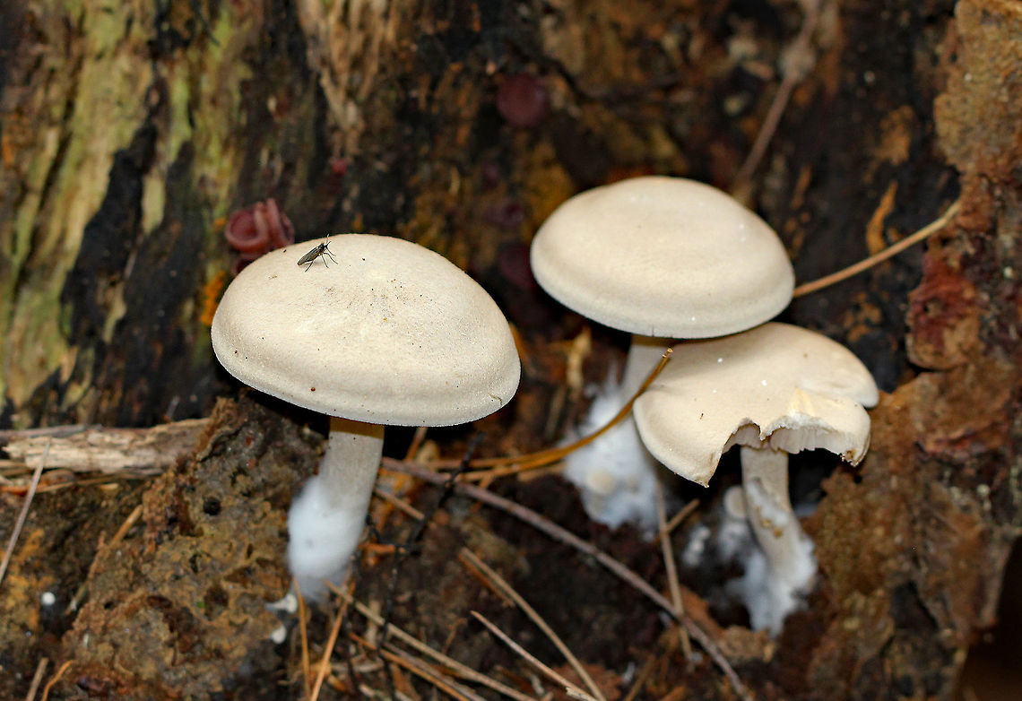 Shrimp of the Woods This is the unaborted form of Entoloma abortivum. The caps were dry, bald, white-gray, and had a slightly inrolled margin. The gills were white-gray, close, and attached to the stem. The stem was finely hairy, had an enlarged base, and white basal mycelium.<br />
<br />
The aborted form of this species looks like an irregular blob that is whitish brown outside with white and pink areas inside. For years, it was thought that the aborted forms of Entoloma developed in response to being parasitized by Armillaria species. But, research indicates that the relationship is the other way around: Entoloma is the parasite and the aborted structures are actually Armillaria Entoloma,Entoloma abortivum,Geotagged,Shrimp of the Woods,Summer,United States,fungi,fungus,mushroom,mushrooms,white,white mushrooms