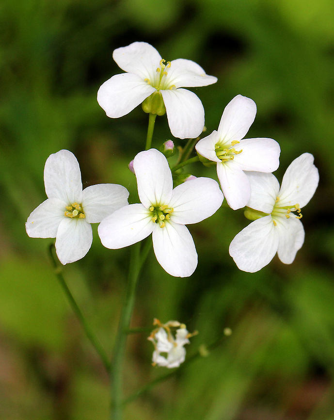 Cuckoo Flower - Cardamine pratensis White flowers with 4 petals and 6 stamens and alternate leaves.  <br />
<br />
It gets its common name from this explanation from herbalist John Gerard:  &quot;These floure for the most part in Aprill and May, when the Cuckow begins to sing her pleasant notes without stammering.&quot;<br />
<figure class="photo"><a href="https://www.jungledragon.com/image/72010/cuckoo_flower_-_cardamine_pratensis.html" title="Cuckoo Flower - Cardamine pratensis"><img src="https://s3.amazonaws.com/media.jungledragon.com/images/3232/72010_thumb.jpg?AWSAccessKeyId=05GMT0V3GWVNE7GGM1R2&Expires=1759968010&Signature=CQz8HY8kuDJMbMIUYEUvGW7Za7A%3D" width="108" height="152" alt="Cuckoo Flower - Cardamine pratensis White flowers with 4 petals and 6 stamens and alternate leaves. <br />
<br />
It gets its common name from this explanation from herbalist John Gerard: &quot;These floure for the most part in Aprill and May, when the Cuckow begins to sing her pleasant notes without stammering.&quot;<br />
https://www.jungledragon.com/image/58344/cuckoo_flower.html Cardamine pratensis,Cuckooflower,Geotagged,Spring,United States" /></a></figure> Cardamine,Cardamine pratensis,Cuckoo Flower,Geotagged,Spring,United States,flower,white,wildflower