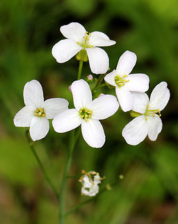 Cuckoo Flower - Cardamine pratensis White flowers with 4 petals and 6 stamens and alternate leaves.  

It gets its common name from this explanation from herbalist John Gerard:  "These floure for the most part in Aprill and May, when the Cuckow begins to sing her pleasant notes without stammering."
https://www.jungledragon.com/image/72010/cuckoo_flower_-_cardamine_pratensis.html Cardamine,Cardamine pratensis,Cuckoo Flower,Geotagged,Spring,United States,flower,white,wildflower