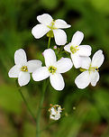 Cuckoo Flower - Cardamine pratensis White flowers with 4 petals and 6 stamens and alternate leaves. <br />
<br />
It gets its common name from this explanation from herbalist John Gerard: "These floure for the most part in Aprill and May, when the Cuckow begins to sing her pleasant notes without stammering."<br />
https://www.jungledragon.com/image/72010/cuckoo_flower_-_cardamine_pratensis.html Cardamine,Cardamine pratensis,Cuckoo Flower,Geotagged,Spring,United States,flower,white,wildflower