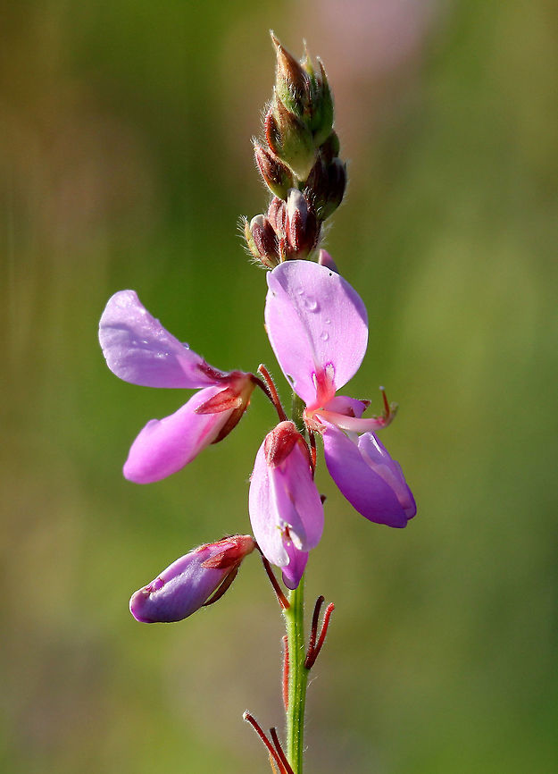 Showy Tick Trefoil Slender-stemmed, bushy plant, approximately 3 feet tall. It has crowded, terminal clusters of pinkish purple flowers. Hairs cover the stems and leaves. The seedpods (loments) are flat with 3-5 segments, and they are covered with hooked hairs, which are easily picked up and distributed by passing animals. The blooming period occurs mid-summer and lasts for about 3 weeks.  Desmodium,Desmodium canadense,Geotagged,Showy Tick Trefoil. trefoil,Summer,United States,flower,pink,purple,wildflower