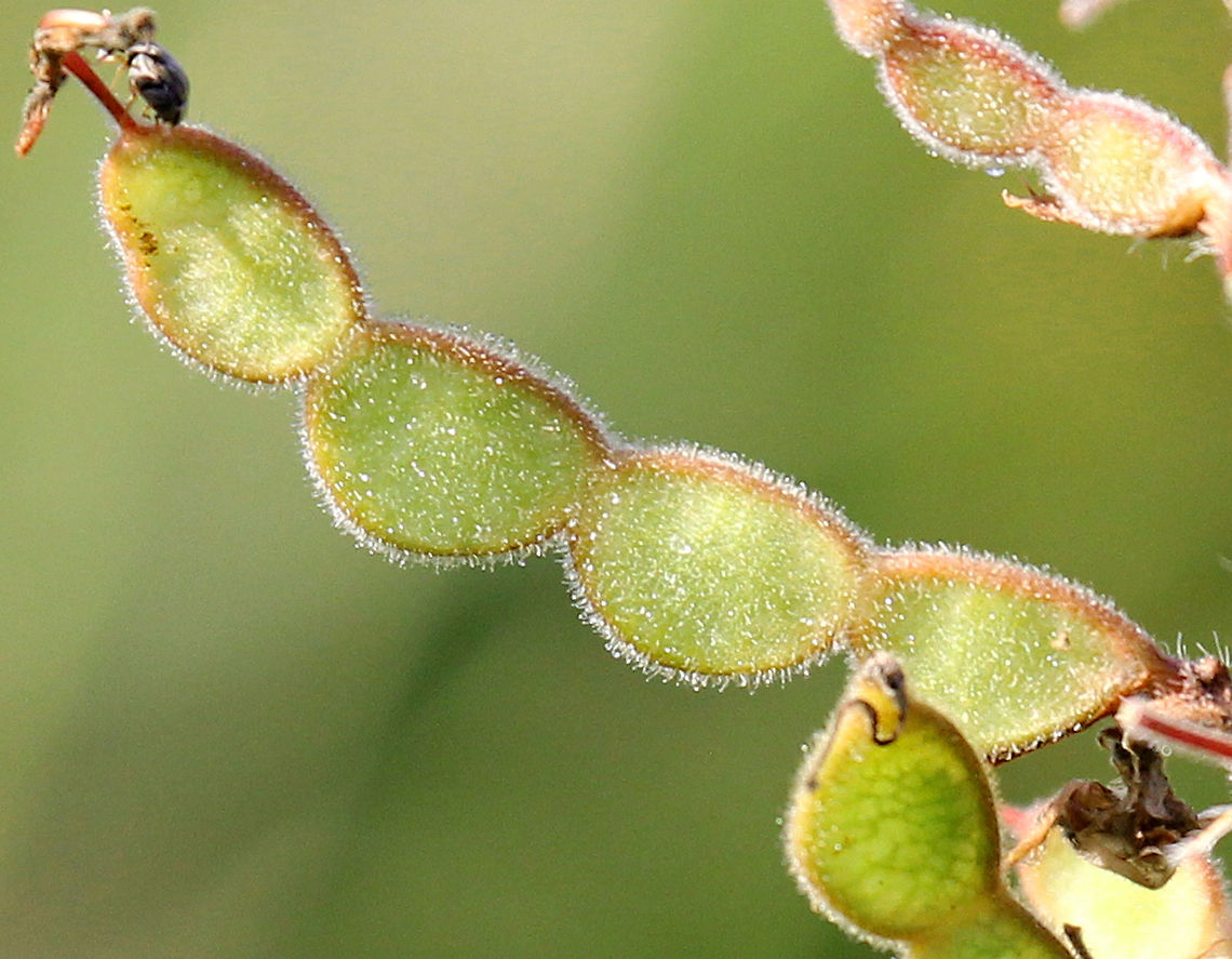 Showy Tick Trefoil Slender-stemmed, bushy plant, approximately 3 feet tall. It has crowded, terminal clusters of pinkish purple flowers. Hairs cover the stems and leaves. The seedpods (loments) are flat with 3-5 segments, and they are covered with hooked hairs, which are easily picked up and distributed by passing animals. The blooming period occurs mid-summer and lasts for about 3 weeks.  Desmodium canadense,Geotagged,Showy Tick Trefoil,Summer,United States,trefoil
