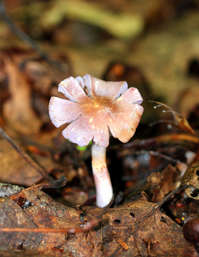 Spotted Cort Cap was slimy, smooth, and purple with a brownish tan spot in the center. The flesh was white and firm. Gills were a combination of lilac and brown.  Cortinarius iodes,Geotagged,Spotted Cort,Summer,United States,cortinar,cortinarius,fungus,mushroom