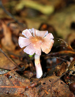 Spotted Cort Cap was slimy, smooth, and purple with a brownish tan spot in the center. The flesh was white and firm. Gills were a combination of lilac and brown.  Cortinarius iodes,Geotagged,Spotted Cort,Summer,United States,cortinar,cortinarius,fungus,mushroom