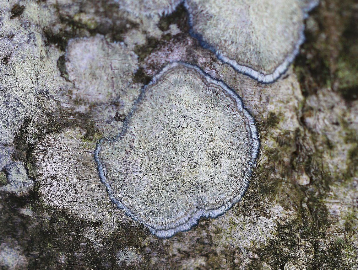 Mapledust Lichen These lichens had a fuzzy thallus encircled "hairy" edges that were pale blue.  They were growing on a smooth-barked tree in a mixed, but mostly deciduous forest with lots of oak, birch, and some hemlock. Geotagged,Lecanora,Lecanora thysanophora,Mapledust Lichen,United States,Winter,lichen
