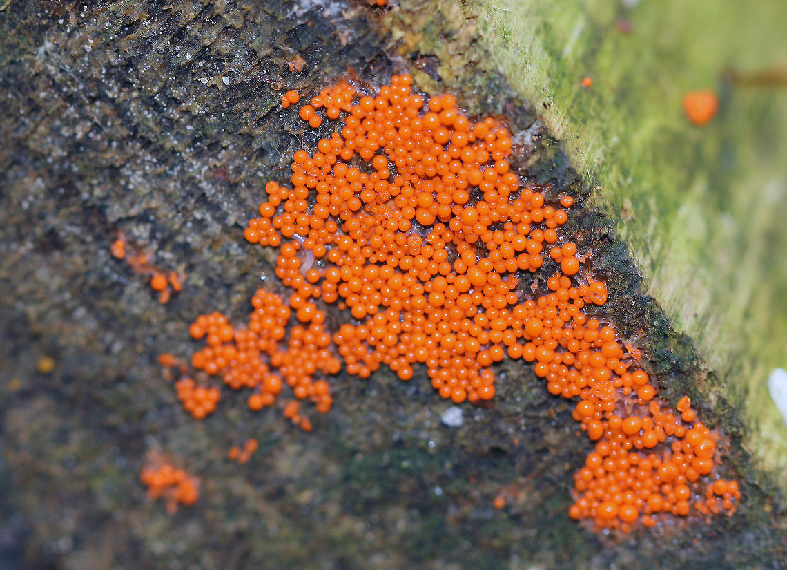 Hemitrichia Calyculata Tiny, bright orange sporangia of a slime mold. Geotagged,Hemitrichia,Hemitrichia calyculata,Summer,United States,slime mold,sporangia