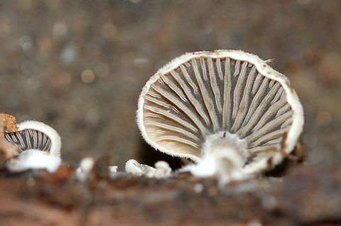 Simocybe Mushrooms Tiny (1cm or less) mushrooms growing on rotting wood. Gills were gray-brown and the upper surface of the fruiting body was grayish white. Geotagged,Simocybe,Summer,United States,fungi,fungus,mushroom,mushrooms