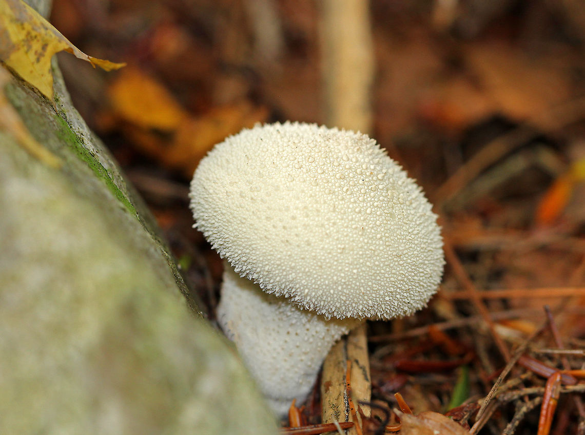 Gem-studded Puffball This type of puffball is shaped like an inverted pear with a prominent stem/stalk and a round top. They are covered with brown spines when young. At maturity, they develop a central perforation through which spores are released by rain and wind. The interior is completely white and homogenous.<br />
<br />
Lycoperdon perlatum is a good edible mushroom when young (when the gleba is homogeneous and all white). However, foragers must be careful not to confuse puffballs with young Amanitas, which are enclosed by a universal veil. But, a longitudinal section of a young Amanita will reveal the immature gills, which never occur in puffballs.  Common puffball,Gem-studded Puffball,Geotagged,Lycoperdon perlatum,Summer,United States,fungus,mushroom,puffball