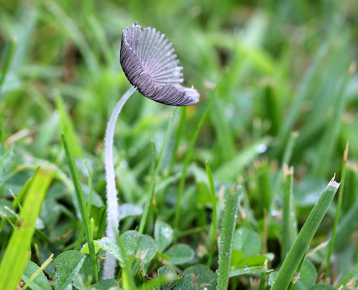 Inky Caps - Coprinopsis sp. Delicate, gray-white caps with white stalks. Cap margins were curling upward from age. The largest cap diameter was about 4cm. The stems and caps were very fragile.<br />
<br />
Inky caps have gills that partially liquefy as the mushroom matures. While the "ink" produced from the liquefying gills can actually be used as writing ink, it has a much more important function from the perspective of the mushroom. Liquefying the gills is actually a very clever strategy for efficient spore dispersal. The gills liquefy from the bottom up as the spores mature. As this happens, the cap peels up and the maturing spores are thus always kept in the best position for catching the wind for dispersal.  Coprinopsis,Geotagged,Inky Caps,Summer,United States,fungus,ink cap,inkcap,mushroom
