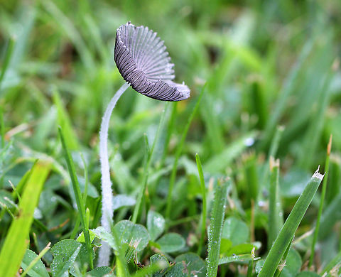 Inky Caps - Coprinopsis sp. Delicate, gray-white caps with white stalks. Cap margins were curling upward from age. The largest cap diameter was about 4cm. The stems and caps were very fragile.

Inky caps have gills that partially liquefy as the mushroom matures. While the "ink" produced from the liquefying gills can actually be used as writing ink, it has a much more important function from the perspective of the mushroom. Liquefying the gills is actually a very clever strategy for efficient spore dispersal. The gills liquefy from the bottom up as the spores mature. As this happens, the cap peels up and the maturing spores are thus always kept in the best position for catching the wind for dispersal.  Coprinopsis,Geotagged,Inky Caps,Summer,United States,fungus,ink cap,inkcap,mushroom