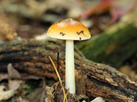 Amanita Mushroom - Amanita sect. Vaginatae Orange-brown shiny cap, cream colored gills and stem. Mushroom was 8cm tall. Amanita,Amanita Mushroom,Geotagged,Summer,United States,fungus,mushroom