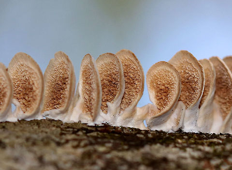 Purplepore Bracket Fungus Fan-shaped, thin, fuzzy caps with concentric zones of texture and color. The tooth-like pore surface is purple when fresh, but fades to brown with age. Fruiting bodies were approximately 1cm wide.  Geotagged,Purplepore Bracket Fungus,Trichaptum,Trichaptum abietinum,United States,Winter,bracket fungus,fungi,fungus,mushroom,mushrooms