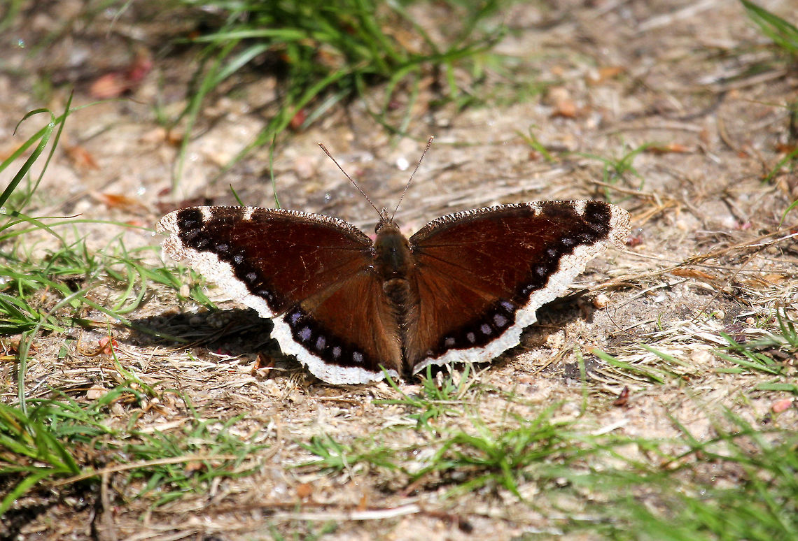 Mourning Cloak The mourning cloak butterfly is a large, unique butterfly, making it easily distinguishable. It can have a wingspan up to four inches. The dorsal side of its wings are a dark maroon, or occasionally brown, with ragged pale-yellow edges. Bright, iridescent blue spots line the black demarcation between the maroon and the yellow. The ventral side of the wings has gray striations, with the same pale-yellow edges. Geotagged,Mourning Cloak,Nymphalis,Nymphalis antiopa,Spring,United States,butterfly
