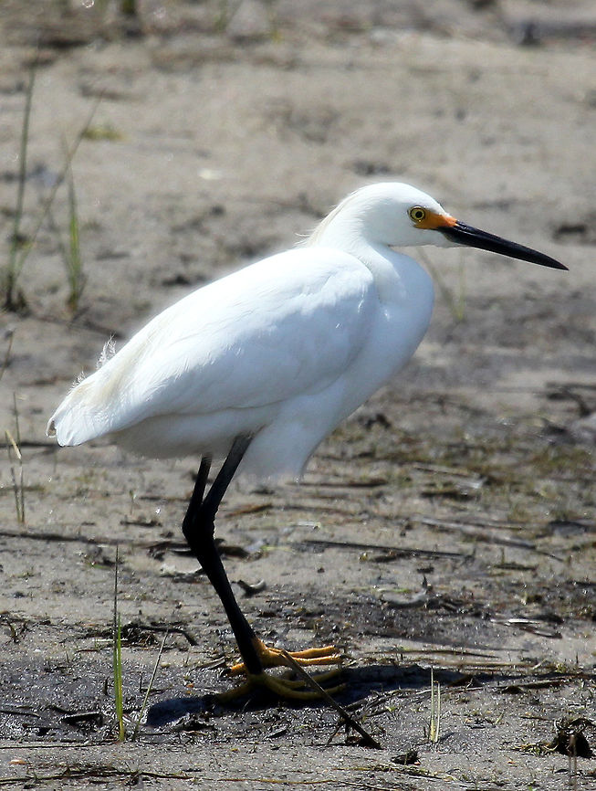 Snowy Egret Spotted on the beach on a super windy day! This large, beautiful bird has a slim, black bill and long black legs with yellow feet. The area of the upper bill, in front of the eyes, is yellow but turns reddish orange during the breeding season, when the adults also gain recurved plumes on their back, making for a &quot;shaggy&quot; effect.  Egretta,Egretta thula,Geotagged,Snowy Egret,Spring,United States,bird,egret,white,white bird