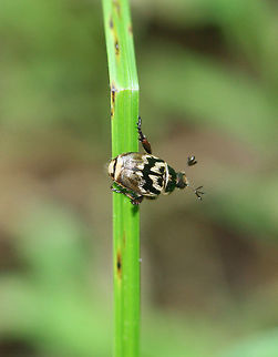 Oriental Beetle Beetle with mottled, brown and black elytra. The larval stage can be identified by the parallel line raster pattern.

Adults can cause minor damage to flowering plants. The larvae actively feed on organic matter in the soil and on plant roots, which can cause serious damage to turfgrass and ornamental plants. Anomala,Anomala orientalis,Geotagged,Oriental Beetle,Oriental beetle,Summer,United States,beetle