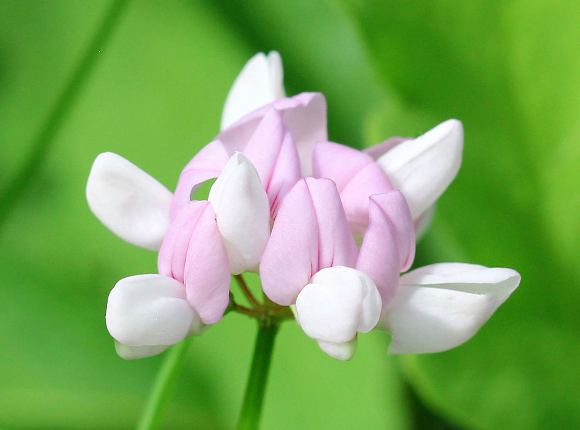 Crown Vetch Pink and white pea flowers in clusters on the ends of an upward curving stem. Leaves are long, compound, and pinnately divided into leaflets. Crown Vetch,Crown vetch,Geotagged,Securigera,Securigera varia,Summer,United States,flower,wildflower