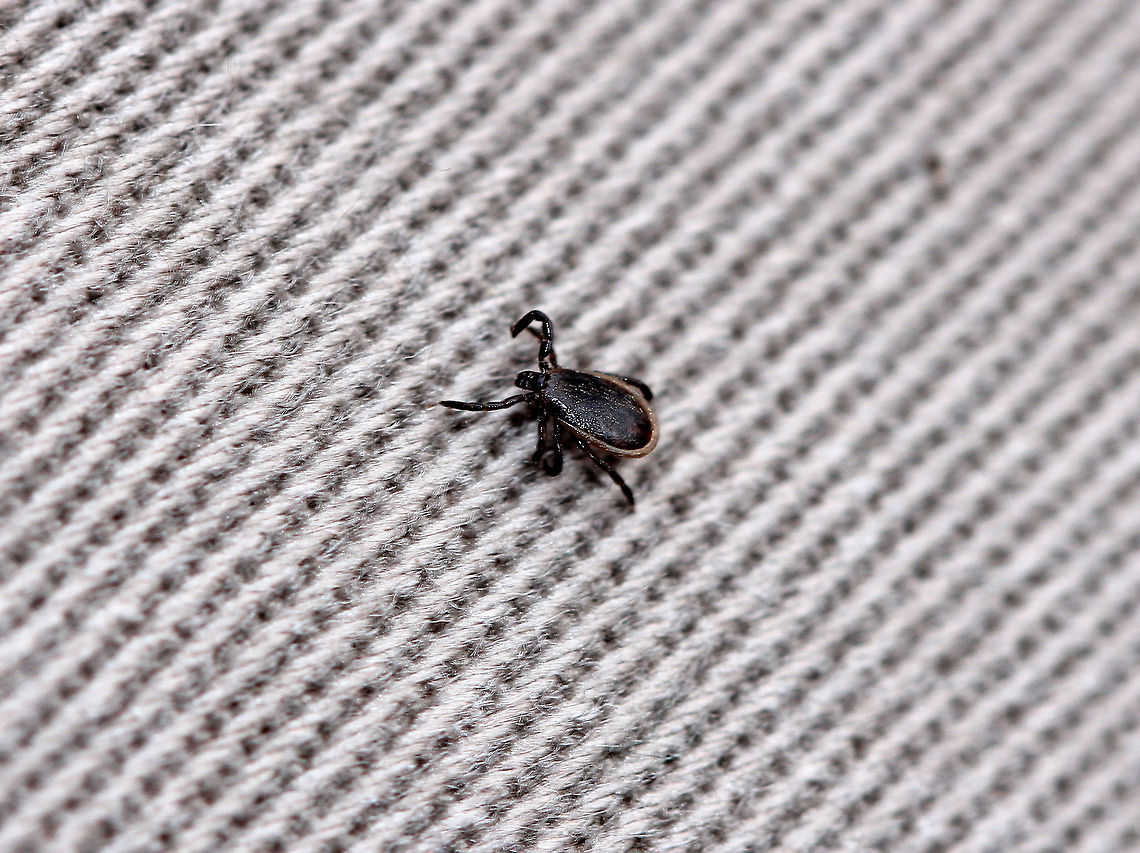 Blacklegged Tick (Male) It was only 37 degrees F (3 degrees C) when I spotted this tick! Male blacklegged ticks have a long, dark scutum that covers most of their dorsal surface and 8 legs. This tick was very sluggish, but still curious. Male ticks do not feed, so I assume this tick was just out getting some exercise, or else seeking a female. <br />
<br />
Most people think that the risk of getting bitten by a tick declines during late autumn/early winter, especially once there's a frost. But, that isn't true for blacklegged ticks because they neither die nor do they enter diapause when the weather turns cold. They are not killed by freezing temperatures! Adult blacklegged ticks can remain active from fall until spring as long as the temperature is above freezing. However, they are most likely to be active when the ground is thawed AND the temperatures are above freezing.<br />
<br />
The lifecycle of blacklegged ticks generally lasts two years. During this time, they go through four life stages: egg, six-legged larva, eight-legged nymph, and eight-legged adult. They are three-host ticks, which means that they must have one bloodmeal during each life stage (larva, nymph, adult) in order to survive. In addition, blacklegged ticks are the main vector of Lyme disease in North America. They can also transmit other diseases such as Babesiosis, Powassan, and Anaplasmosis. However, males do not feed and therefore don't transmit disease.  Blacklegged Tick,Blacklegged Tick (Male),Fall,Geotagged,Ixodes scapularis,United States,deer tick,ixodes,male deer tick,male tick,tick