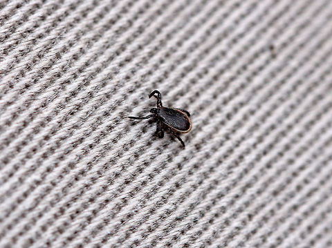 Blacklegged Tick (Male) It was only 37 degrees F (3 degrees C) when I spotted this tick! Male blacklegged ticks have a long, dark scutum that covers most of their dorsal surface and 8 legs. This tick was very sluggish, but still curious. Male ticks do not feed, so I assume this tick was just out getting some exercise, or else seeking a female. 

Most people think that the risk of getting bitten by a tick declines during late autumn/early winter, especially once there's a frost. But, that isn't true for blacklegged ticks because they neither die nor do they enter diapause when the weather turns cold. They are not killed by freezing temperatures! Adult blacklegged ticks can remain active from fall until spring as long as the temperature is above freezing. However, they are most likely to be active when the ground is thawed AND the temperatures are above freezing.

The lifecycle of blacklegged ticks generally lasts two years. During this time, they go through four life stages: egg, six-legged larva, eight-legged nymph, and eight-legged adult. They are three-host ticks, which means that they must have one bloodmeal during each life stage (larva, nymph, adult) in order to survive. In addition, blacklegged ticks are the main vector of Lyme disease in North America. They can also transmit other diseases such as Babesiosis, Powassan, and Anaplasmosis. However, males do not feed and therefore don't transmit disease.  Blacklegged Tick,Blacklegged Tick (Male),Fall,Geotagged,Ixodes scapularis,United States,deer tick,ixodes,male deer tick,male tick,tick