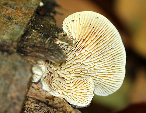 Gilled Polypore This polypore does actually have true gills. The textured cap is irregularly shaped with concentric zones of yellow, orange, brown, and gray colors. The gills are white. Fall,Geotagged,Gilled Polypore,Lenzites,Lenzites betulina,United States,fungus,mushroom