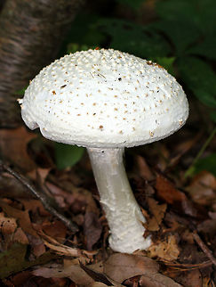 False Coker's Lepidella This large, white mushroom closely resembles Amanita cokeri, but has some key differences. It was very large (15-17cm tall), white, and had both large and small warts on the cap. Pinkish-brown staining on the bulb and peeling scales right above the bulb. White gills. Shaggy stem and a double ring.

Amanita expert Rod Tulloss has provisionally named Amanita subcokeri as a similar species to Amanita cokeri.  Amanita,Amanita subcokeri,False Coker's Lepidella,Geotagged,Summer,United States,fungi,fungus,mushroom,white,white mushroom