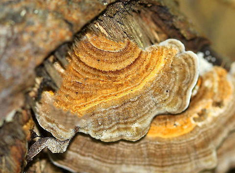 Gilled Polypore This polypore does actually have true gills. The textured cap is irregularly shaped with concentric zones of yellow, orange, brown, and gray colors. The gills are white.  Fall,Geotagged,Gilled Polypore,Lenzites betulina,United States,bracket,fungus,mushroom,polypore,shelf fungus