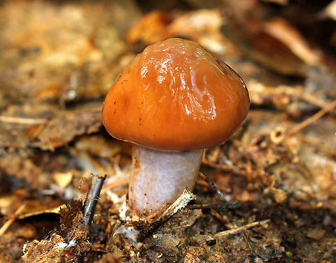Cortinarius Collinitis This mushroom had a VERY slimy cap and stem. Cap was brown and wrinkled, the stem was white with a purple tint. Flesh was also tinted purple. This mushroom was 5-6cm tall.  Cortinarius Collinitis,Cortinarius collinitus,Geotagged,Summer,United States,cortinarius,fungus,mushroom