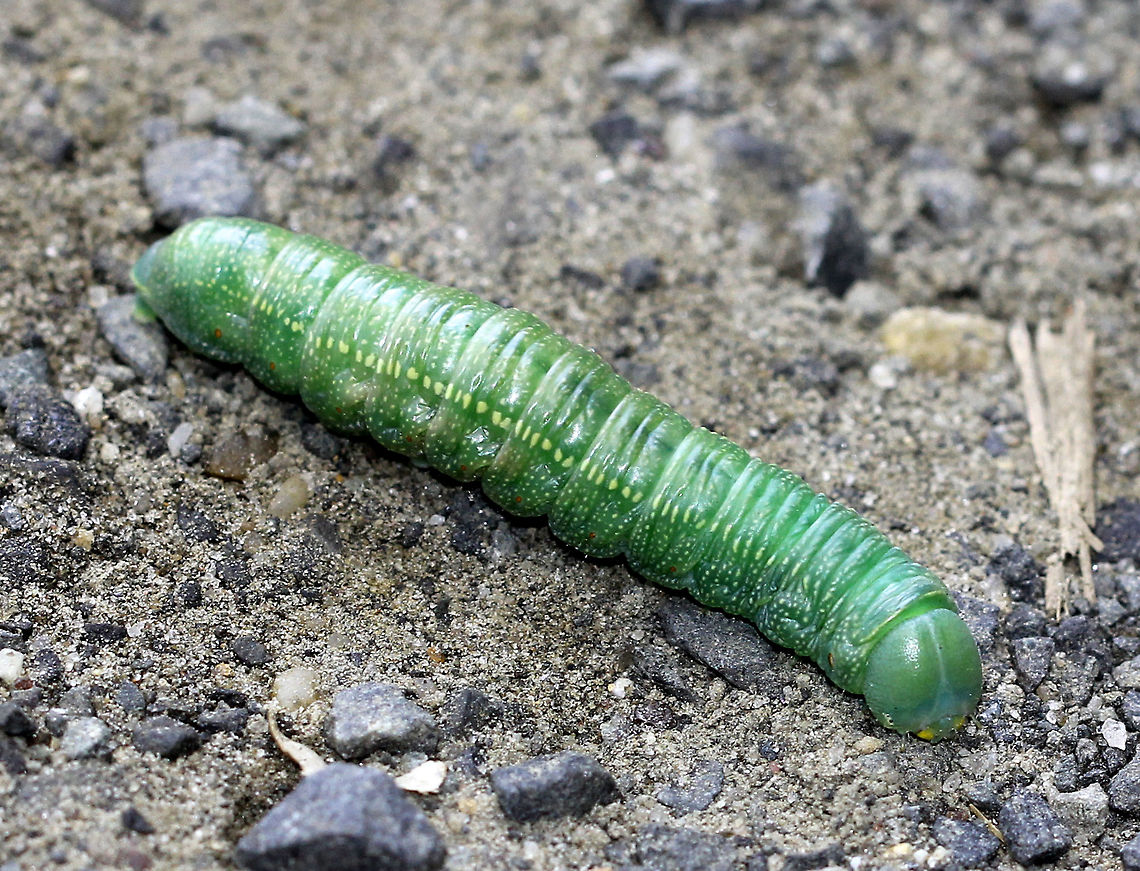 White-dotted Prominent Caterpillar Plump green caterpillar with a faint subdorsal stripe. Geotagged,Nadata,Nadata gibbosa,Rough prominent,Summer,United States,White-dotted Prominent,White-dotted Prominent Caterpillar,caterpillar,green,green caterpillar