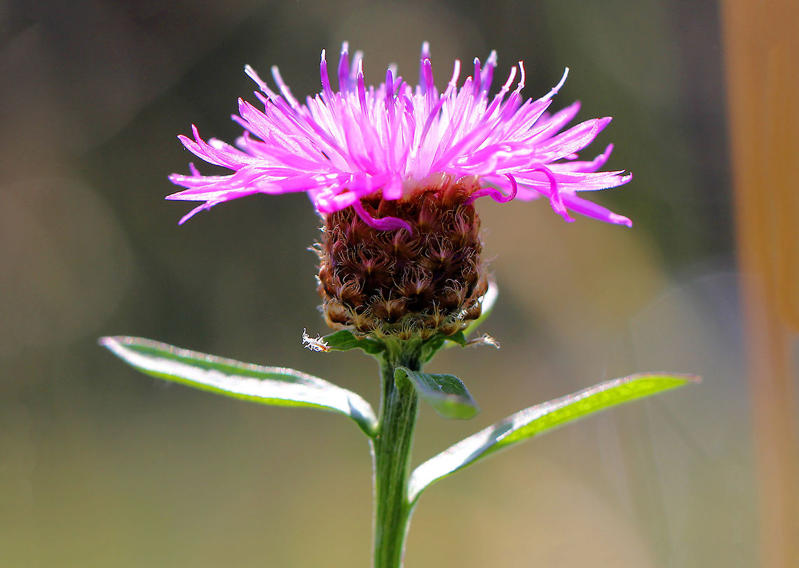 Knapweed - Centaurea sp. Commonly referred to as &quot;basketflowers&quot;, the flowers (pseudanthium inflorescences) were pinkish purple. Each pseudanthium was situated on top of a basket-like cluster of scaly bracts, which resembles a basket. Centaurea,Geotagged,Knapweed,Summer,United States,basket flower,basketflower,flower,pink,pseudanthium,pseudanthium inflorescences,purple,wildflower
