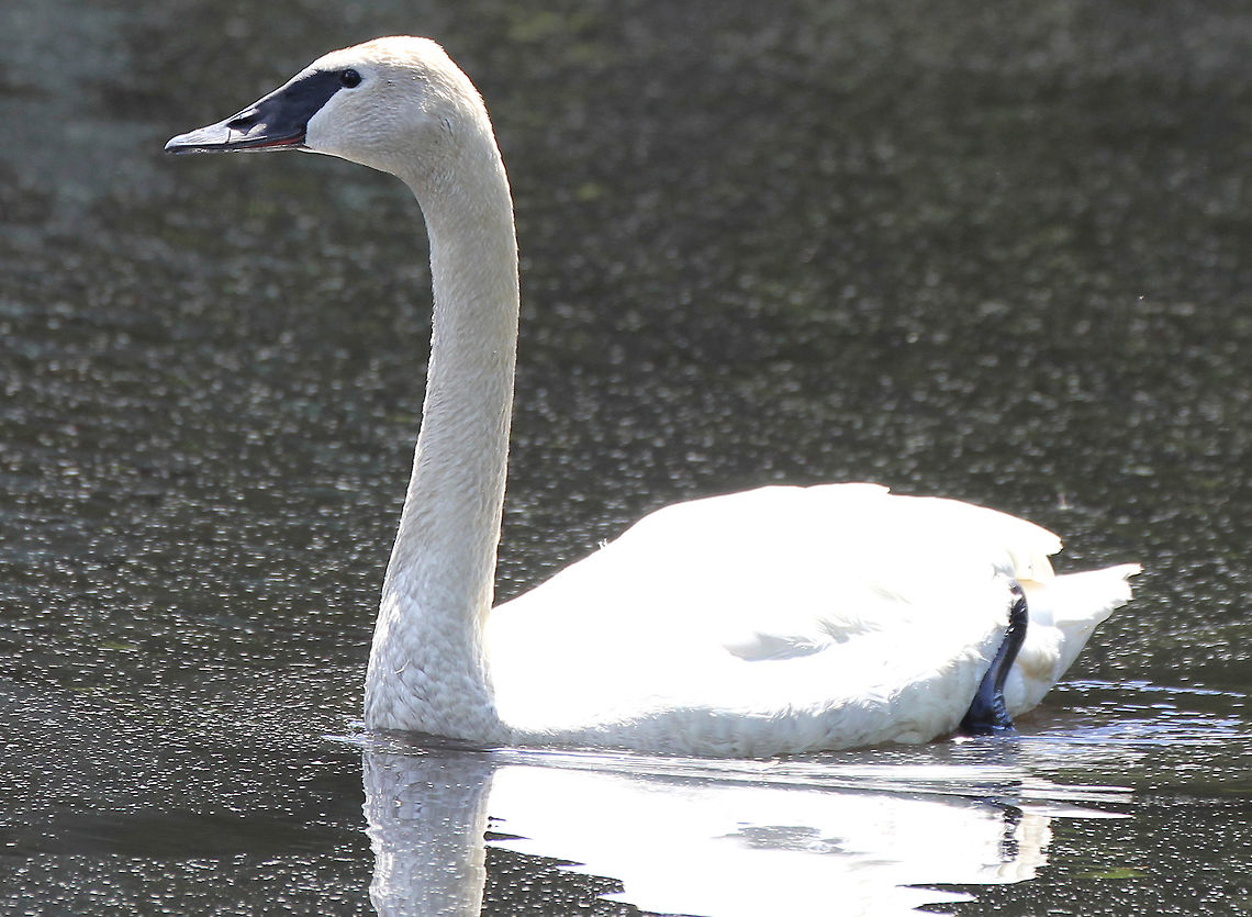 Trumpeter Swan The largest of North American waterfowl, the Trumpeter Swan is a year round resident throughout much of its range, but migratory in other parts. Its was reduced to near extinction by the early 20th century, but it is relatively common today.  Cygnus,Cygnus buccinator,Geotagged,Spring,Trumpeter Swan,United States,swan