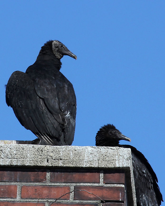 Black Vulture - Coragyps atratus Black Vultures are large, but compact raptors. They have small, bare, black heads with narrow but strongly hooked bills. Feathers are black, except for white patches on the underside of their wingtips. <br />
<br />
I spotted these vultures on the roof of an old building on the edge of town. They are frequently seen in this spot in groups of up to 20. It's not uncommon to see at least 10 of them snuggling on top of this chimney.  These birds are relative newcomers to Connecticut as they were once an exclusively southern species. Black Vulture,Coragyps atratus,Geotagged,United States,Winter,bird,black,black bird,vulture