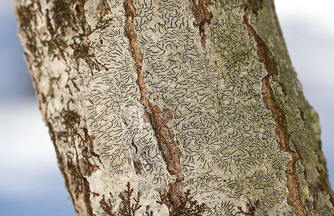 Script Lichen A crustose lichen whose elongated fruiting bodies resemble scribbles or writing on the bark of trees.  Geotagged,Graphis scripta,Script Lichen,United States,Winter,crustose lichen,graphis,lichen