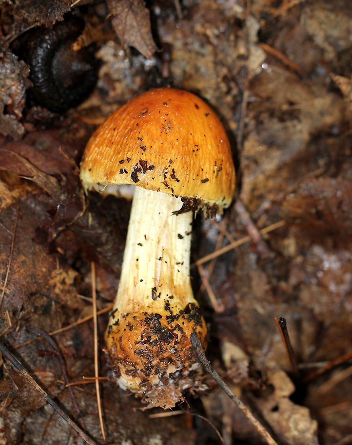 Corrugated Cortinarius Brownish orange mushroom cap. Gills were lilac/cinnamon color. Mushroom was approximately 5cm tall. Corrugated Cortinarius,Cortinarius corrugatus,Geotagged,Summer,United States,cort,cortinar,cortinarius,fungus,mushroom