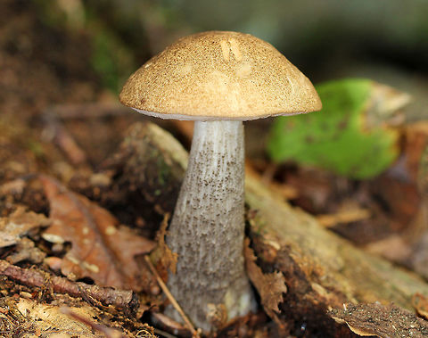 Leccinum Mushroom - Leccinum subsect. Scabra Tan-brown cap with white pores. Stem had characteristic scabers. Mushroom was approximately 7cm tall. Geotagged,Leccinum Mushroom,Leccinum subsect. Scabra,Leccinum subsection Scabra,Summer,United States,fungus,leccinum,mushroom