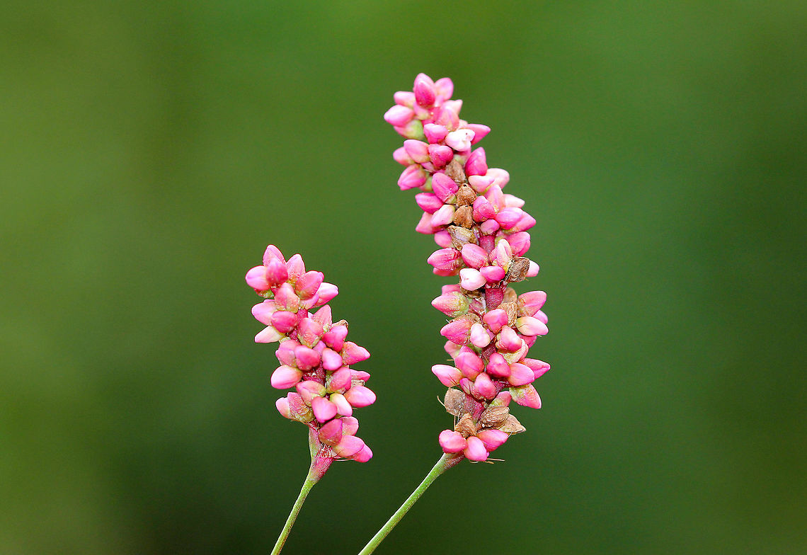 Spotted Ladysthumb Small pink flowers on the end of erect, upright stems. Fall,Geotagged,Persicaria,Persicaria maculosa,Spotted lady's thumb,Spotted ladysthumb,Spotted redshank,United States,flower,lady's thumb,pink,wildflower