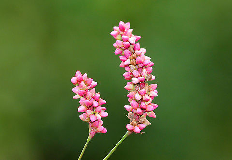 Spotted Ladysthumb Small pink flowers on the end of erect, upright stems. Fall,Geotagged,Persicaria,Persicaria maculosa,Spotted lady's thumb,Spotted ladysthumb,Spotted redshank,United States,flower,lady's thumb,pink,wildflower