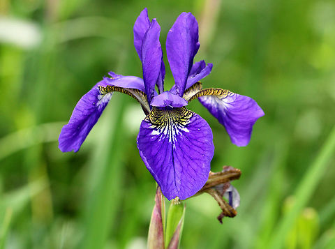 Iris siberica 8 cm wide, purple flowers with intricately veined, yellow-based sepals. Insects attracted to this plant must crawl under the style and brush past a stigma and stamen, which helps facilitate pollination.  Geotagged,Iris sibirica,Spring,United States,blueflag,flower,wildflower