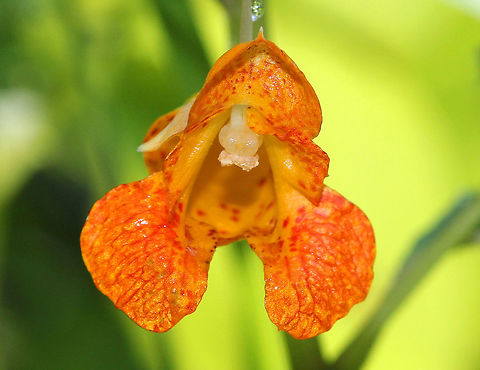 Orange Jewelweed - Impatiens capensis Tall plant (3-5 feet) with pendent orange flowers that are splotched with reddish-brown. The flowers have a three-lobed corolla, and one of the calyx lobes forms a hooked conical spur at the back of the flower. The stems are somewhat translucent. The seed pods are pendant and have projectile seeds that explode out of the pods when they are lightly touched or if ripe, hence the name 'touch-me-not'. 

Juice from the stem may have a potential use to relieve itching from poison ivy and has also been used to treat athletes foot. If ingested, berries can be toxic to humans, especially children. 
https://www.jungledragon.com/image/72036/orange_jewelweed_-_impatiens_capensis.html Geotagged,Impatiens,Impatiens capensis,Jewelweed,Orange Jewelweed,Summer,United States,flower,orange,orange wildflower,touch-me-not,wildflower