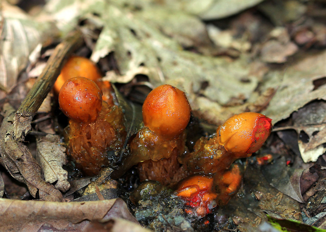 Slimy Stalked Puffball Fruiting bodies are round, bright, red spore sacs that are covered with a thick clear jelly and raised up on a spongy red stem. Calostoma,Calostoma cinnabarinum,Geotagged,Slimy Stalked Puffball,Summer,United States,fungi,fungus,gelatinous stalked-puffball,mushroom,mushrooms,puffball,stalked puffball-in-aspic