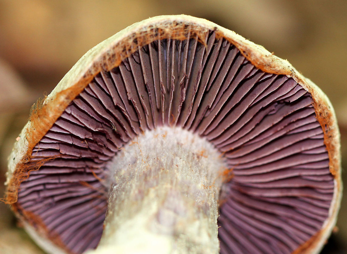 Pearly Webcap Dry, satiny, silvery mushroom with purple gills. Approximately 5cm tall. Cortinarius,Cortinarius alboviolaceus,Geotagged,Pearly Webcap,Summer,United States,cortinarius alboviolaceus,fungus,mushroom,purple,purple gills