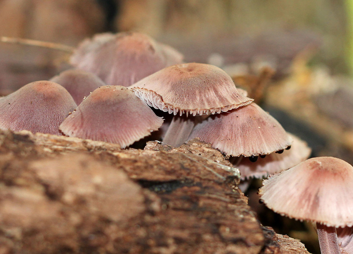 Bleeding Fairy Helmet Small, pinkish-gray mushrooms with white gills. They exuded a purple juice from the stem and flesh when I disturbed them. You can see the actual drops dripping off one of the mushroom caps.  Bleeding Fairy Helmet,Bleeding fairy helmet,Geotagged,Mycena,Mycena haematopus,Summer,United States,fungi,fungus,mushroom,mushrooms,mycena