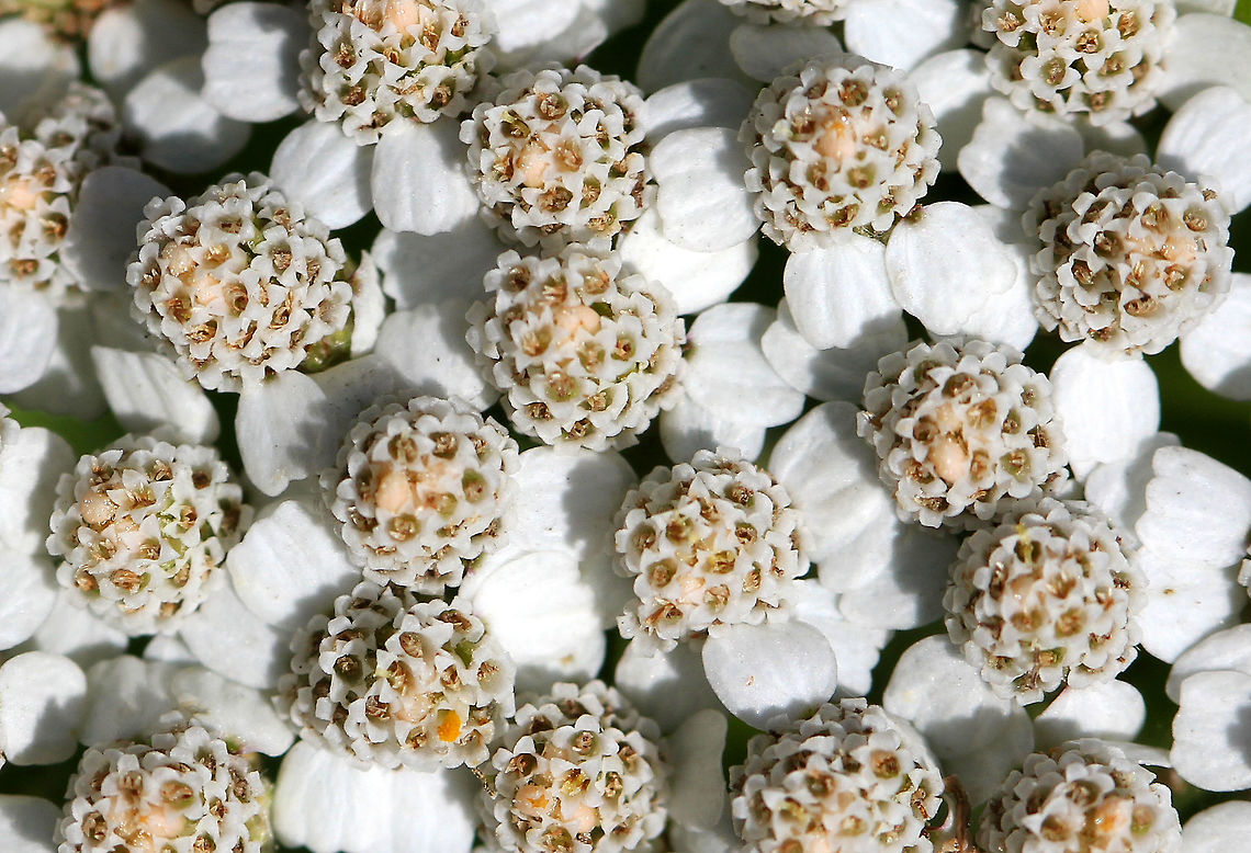 Common Yarrow The leaves are evenly distributed along the stem and have varying degrees of hairiness, appearing almost feathery or fern-like. The inflorescence, which contains flowers that are white to pink in color, is produced in a flat-topped capitulum cluster. <br />
<br />
Often considered to be an aggressive weed, it was originally introduced to America during colonial times, and has since naturalized throughout the U.S. Yarrow has many interesting and beneficial uses: It has been widely used in food, tea, and traditional medicine. Additionally, several types of cavity-nesting birds line their nests with yarrow, and experimental data suggests that adding yarrow to nests may inhibit the growth of parasites. The essential oil of Yarrow may be a beneficial larvacide as it has been show to kill the larvae of the mosquito, Aedes albopictus.  Achillea,Achillea millefolium,Common Yarrow,Common yarrow,Geotagged,Summer,United States,flowers,white,white flowers,wildflowers,yarrow