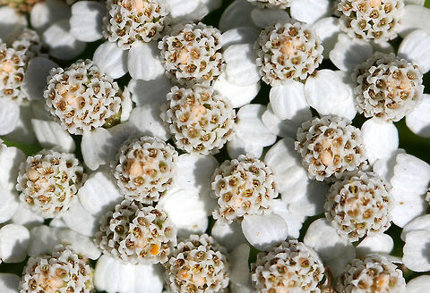 Common Yarrow The leaves are evenly distributed along the stem and have varying degrees of hairiness, appearing almost feathery or fern-like. The inflorescence, which contains flowers that are white to pink in color, is produced in a flat-topped capitulum cluster. 

Often considered to be an aggressive weed, it was originally introduced to America during colonial times, and has since naturalized throughout the U.S. Yarrow has many interesting and beneficial uses: It has been widely used in food, tea, and traditional medicine. Additionally, several types of cavity-nesting birds line their nests with yarrow, and experimental data suggests that adding yarrow to nests may inhibit the growth of parasites. The essential oil of Yarrow may be a beneficial larvacide as it has been show to kill the larvae of the mosquito, Aedes albopictus.  Achillea,Achillea millefolium,Common Yarrow,Common yarrow,Geotagged,Summer,United States,flowers,white,white flowers,wildflowers,yarrow